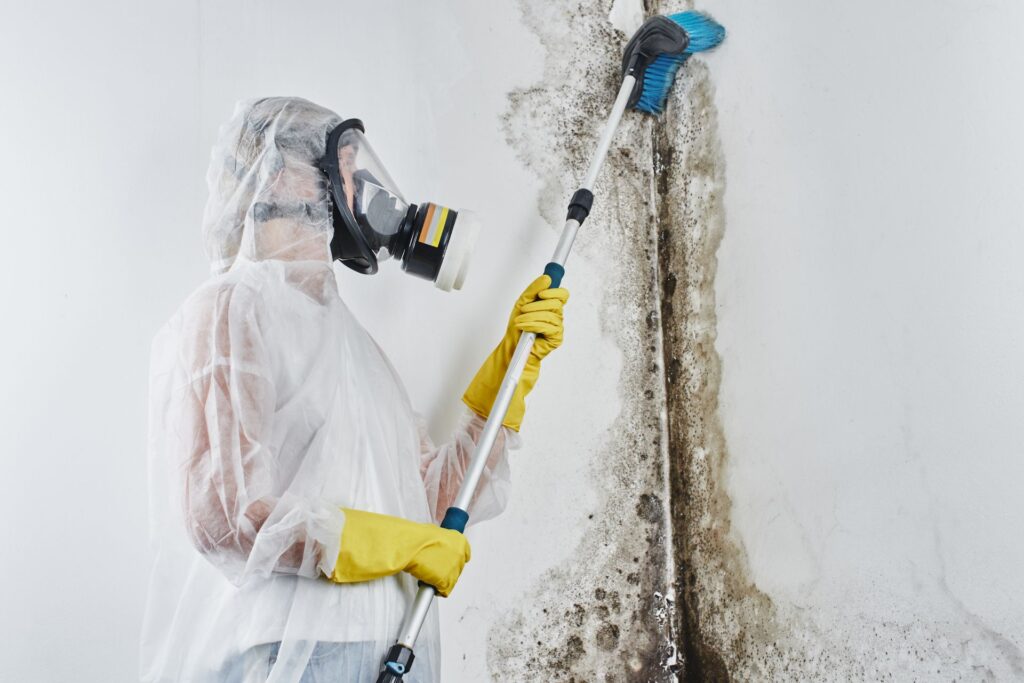 Black Mold vs. Common Household Mold: What’s the Difference?
